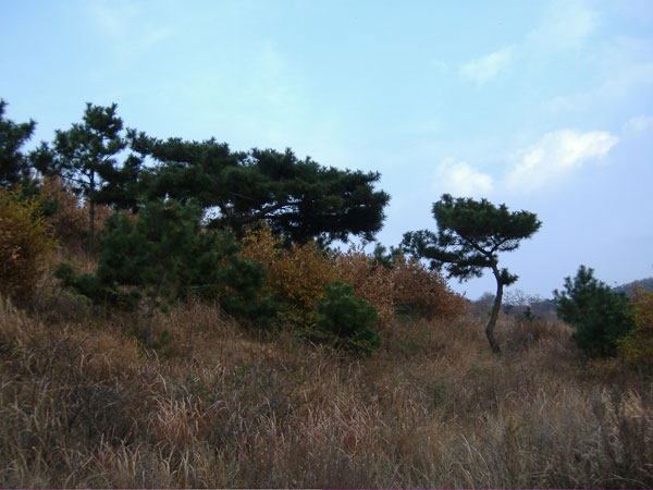 20061118215142_DSCF1835-01.jpg